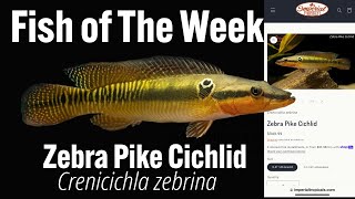 Zebra Pike Cichlid Crenicichla zebrina [upl. by Dianne]