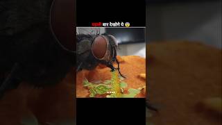 How Flies Actually Eat Your Food 😮shorts flylogical amazingfacts [upl. by Edythe]