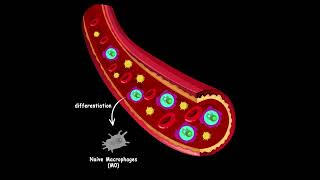 Where different macrophages come from [upl. by Ahsote730]