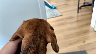 Things mini dachshund barks at [upl. by Scevour]