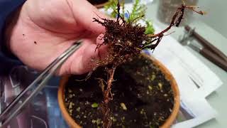 Repotting My Lemon Cypress  Cupressus Macrocarpa [upl. by Oran]