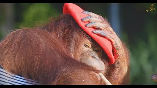 Animalia  Orangutan Rambo is an amazing artiste [upl. by Ifok]