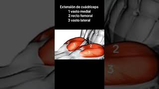 Extensión de cuádriceps viralvideo rieles motivation riel fypシ゚viral tiktokvideo [upl. by Vedette]