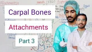 Carpal Bones Attachments [upl. by Alaric60]