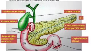 duodénopancreas et veine porte partie 1 [upl. by Tupler]