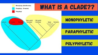 Monophyletic Paraphyletic and Polyphyletic [upl. by Ardis]