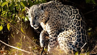 Jaguar Sightings During Pantanal Safari 2024 [upl. by Kallick]