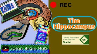 The Hippocampus [upl. by Enyalb730]