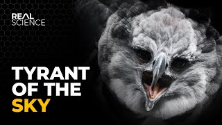 The Insane Biology of The Harpy Eagle [upl. by Noy]