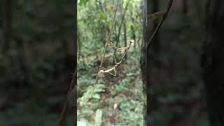 A praying mantis finishing off her ootheca nature angkor angkorjungle mantis [upl. by Narod]