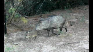 Baby Javelina with family [upl. by Aisyram254]