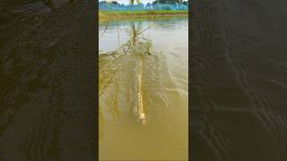 OMG Amazing jute sticks trap fishing in Beel water trapfishing catchfish hookfishing shorts [upl. by Brandie]