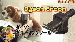 ダイソンのグルーミングツールを使ってみた！掃除機で犬の毛を吸うブラシ！521 Dyson Groom Tool [upl. by Pacien232]