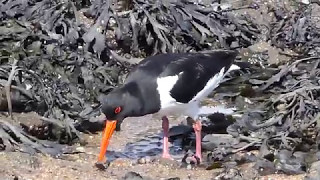 Oystercatcher in action 4KUHD [upl. by Airetal]