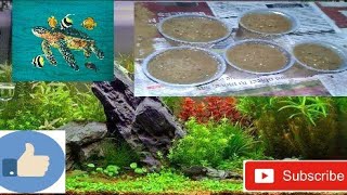 How to grow Aquatic Plants from Seed video in HindiUrdu [upl. by Juna]