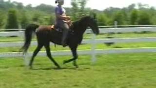 GRACIE Tennessee Walking Horse mare 3 gaited champion [upl. by Aennil]