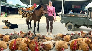 Harvesting Many Chicken Goes To The Market Sell  Raising Chickens and Ducks With Corn [upl. by Sion]