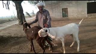 Animal Breeding  Animal Mating  Goat Mating  Goat Breeding 1 [upl. by Allveta682]