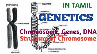 Genetics  Chromosomes  Genes  DNA  Structure of Chromosome  10th Biology In Tamil [upl. by Sussna662]