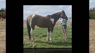 Reg APHA Mare  Sage Lazy Zippo  Kalona Special Horse amp Tack Sale  Kalona Iowa [upl. by Asim]