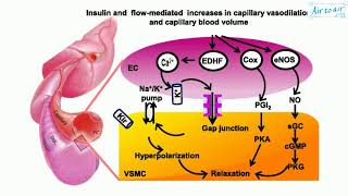 endothelium derived hyperpolarizing factor [upl. by Tnafni806]