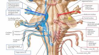 Glossopharyngeal intro 3 [upl. by Garlaand525]