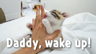 Baby kittens special way to wake me up every morning [upl. by Melamie552]