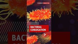 Bacterial Conjugation The Amazing DNA Transfer Process bacteria [upl. by Ahpla]