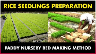 How to prepare RICE SEEDLINGS for Transplantation  Paddy  Rice Nursery Bed Preparation [upl. by Rogovy729]