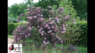 Jardinage Sambucus nigra Black Lace Taille et entretien plante vivace [upl. by Yntirb902]