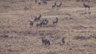 Hunting gemsbok in South Africa [upl. by Nonnek]