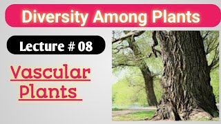 VASCULAR PLANTS  Class 11 Botany [upl. by Nnaeinahpets784]