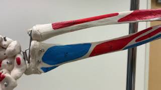 Arthrokinematics of the Distal Radioulnar Joint [upl. by Nosretep]