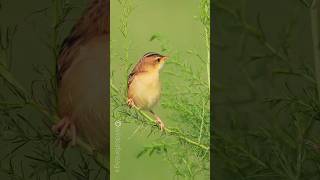 Zitting cisticola Bird voice mimic species no5 Birdman Sumedh [upl. by Noid826]