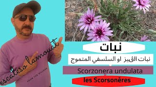 نبات الڨيز او السلسفي المتموج les Scorsonères Scorzonera undulata [upl. by Anneirda63]