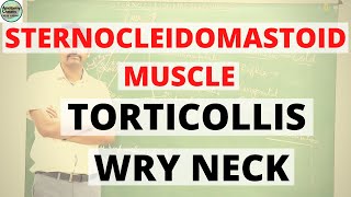 Sternocleidomastoid Muscle [upl. by Alokin]