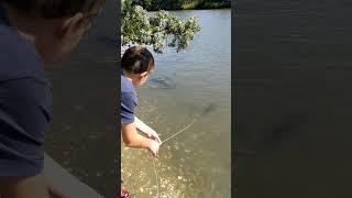 Trying a Hand Line to Catch Crabs shorts crabs  crabbing [upl. by Dasya]