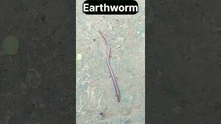 🪱 અળસિયું 🪱 shorts earthworm namasteajay [upl. by Iralam]