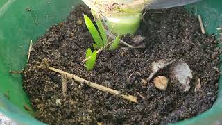 Aloe Barbadensis Miller and Harvesting big Aloe vera Leaves [upl. by Melas]