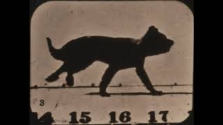 Eadweard Muybridge Dog 1881 [upl. by Suhsoj]