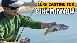 Lure Fishing for Northern Pikeminnow in Fraser River  Fishing with Rod [upl. by Themis]