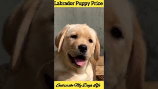 Labrador Retriever Dog Price shorts labrador dog [upl. by Brew]