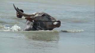 BVS Hallikar Jallikattu bulls running for swimming at Bukkasagaram Part1 [upl. by Abrahams]