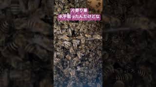 巣箱の左側に片寄って造巣。水平取ったんだけどな。補正のため右側を上げました。さて、どうなるかなー。ニホンミツバチ beekeeping honeybee [upl. by Htennaj782]