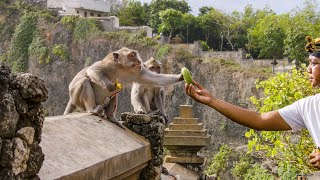 The Bartering Monkeys of Bali  Planet Earth III  BBC Earth [upl. by Oiracam]