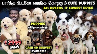 நீங்க எதிர்பார்க்காத விலையில்  All Breeds Puppies For Sales  Home Delivery Available  Dog Kennel [upl. by Ayahsey733]