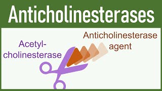 Anticholinesterase Agents Organophosphates amp Carbamates [upl. by Htaras576]