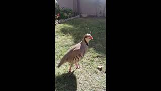 Chukar Chakor bird male Call  Sound  Voice  Singing [upl. by Luttrell]