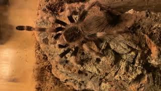 I have a Tarantula now [upl. by Maddocks]