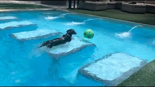 Dachshund jumps into the pool to steal volleyball from friends [upl. by Vivienne673]